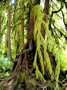 Hoh rainforest witchesbeard goatsbeard moss lichen NPS Photo