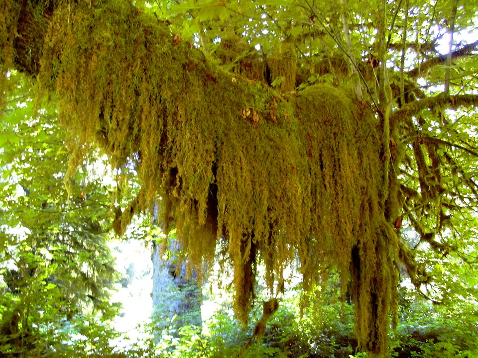 Hoh hanging moss lichen rainforest NPS Photo