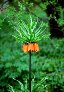 Fritillaria imperialis photo