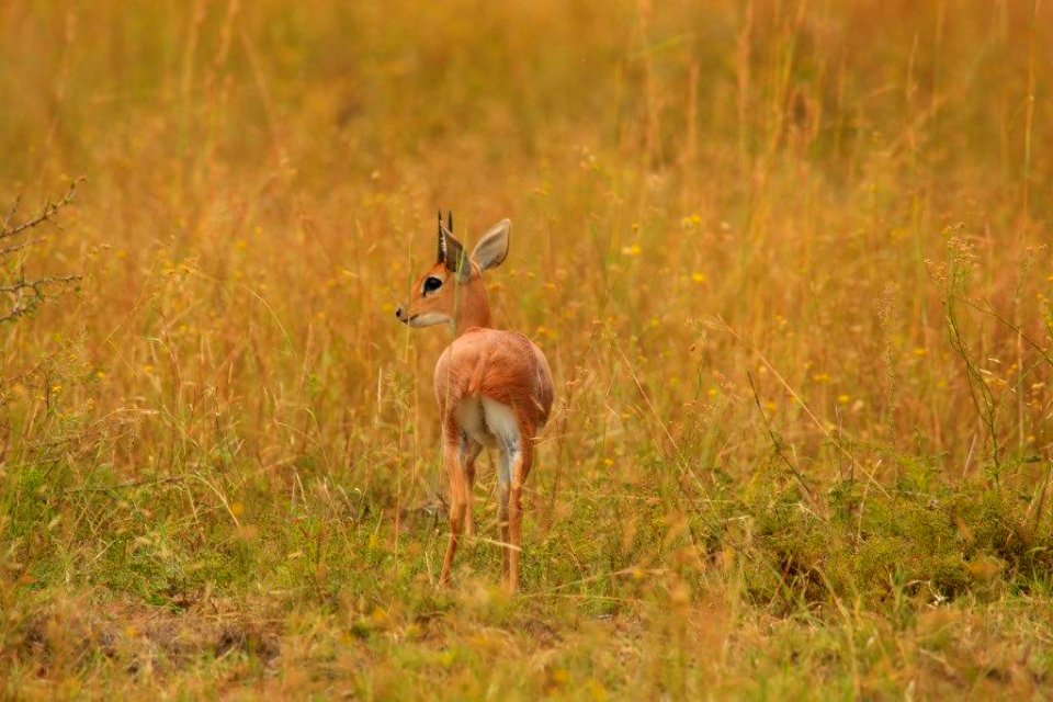 Steenbok 1