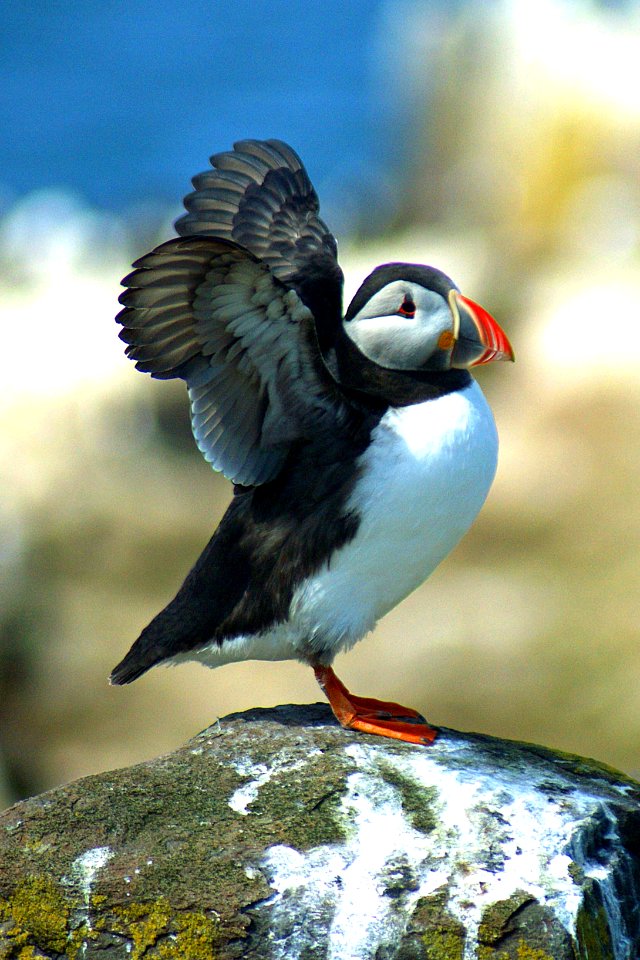 Angel of the Farnes