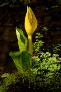 plants skunk cabbage marsh Hoh NPS Photo j Preston