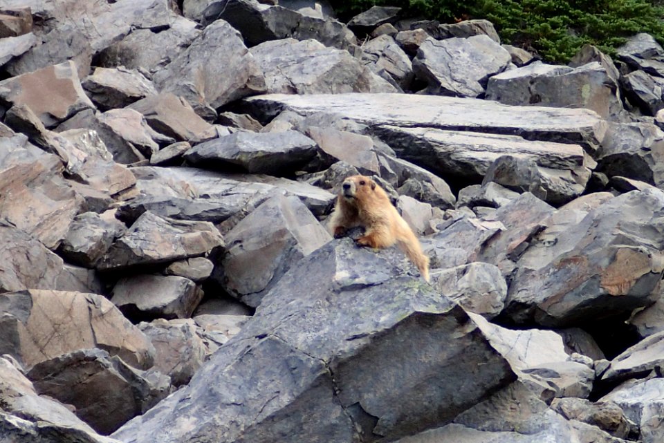 marmot laying rocks alpine wildlife NPS photo
