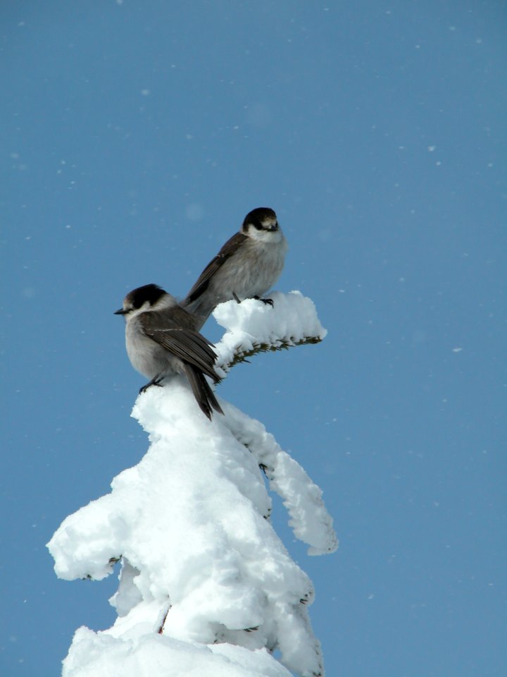gray jays camprobbers birds snow winter nps photo