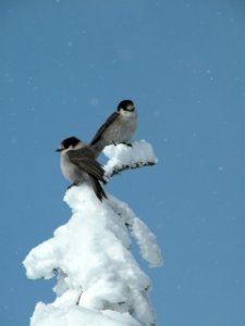 gray jays camprobbers birds snow winter nps photo