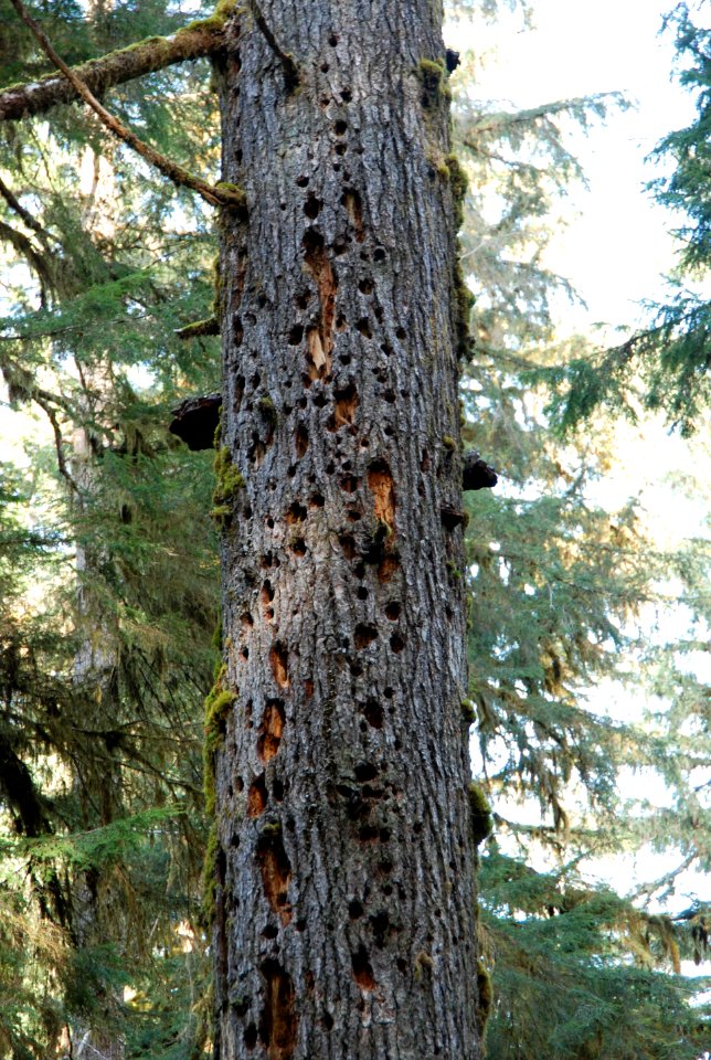 woodpecker holes bark tree snag hoh rainforest d archuleta march 05 2015