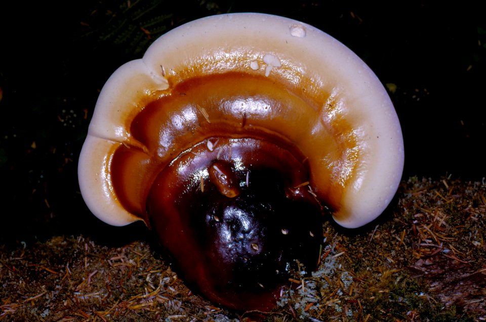mushroom polypore large NPS Photo