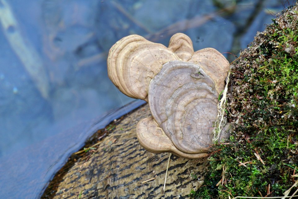 white shelf mushrooms polypore quinault rainforest c bubar march 05 2015