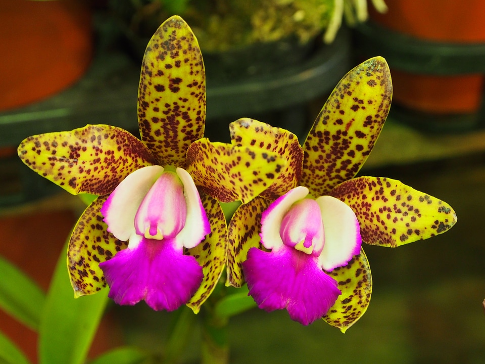 Guardian liya orchid spot