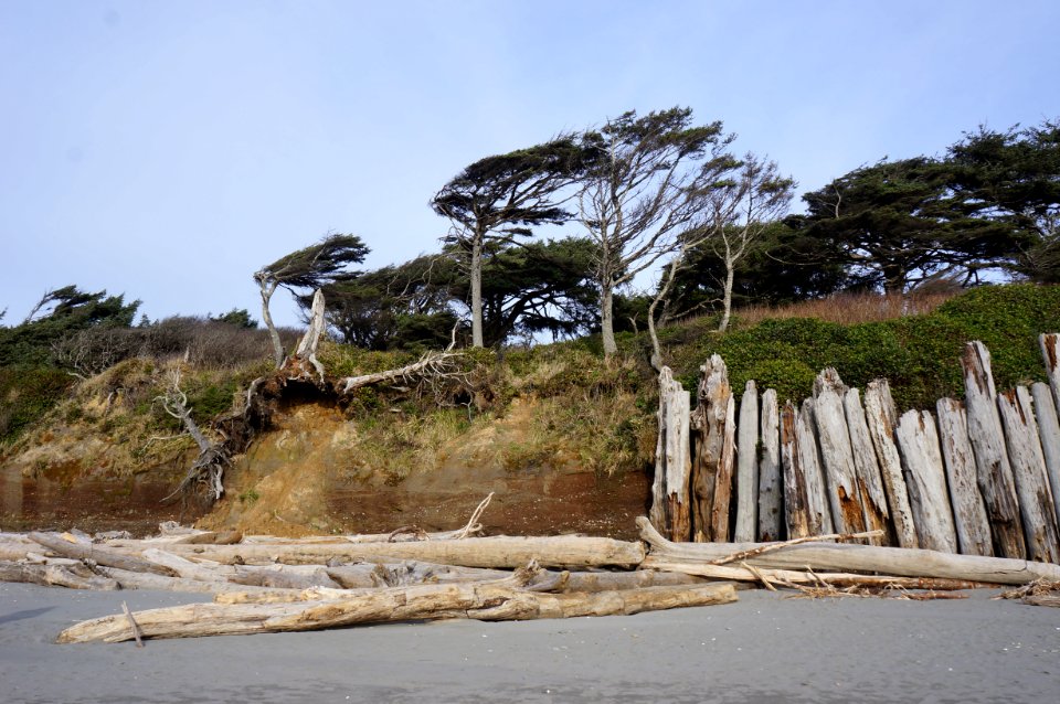 kalaloch campground beach bluffs trees driftwood logs coast r mckenna march 2015