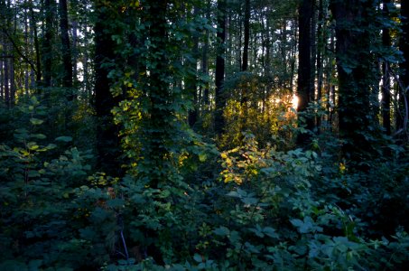 Magic Forest