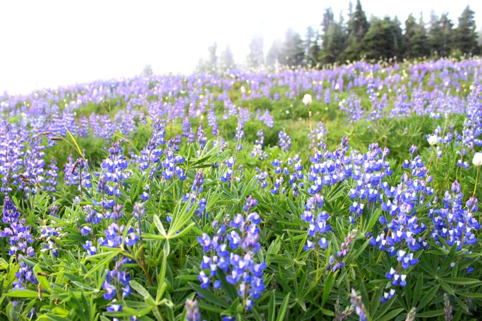 flowers lupine meadow summer pzaidel credit required