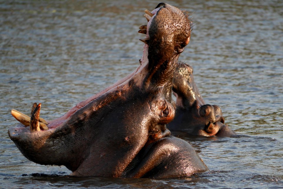 Why you don't mess with a hippo. A far cry from the dancing hippos Disney fabricated for Fantasia...