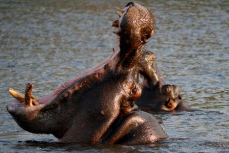 Why you don't mess with a hippo. A far cry from the dancing hippos Disney fabricated for Fantasia...