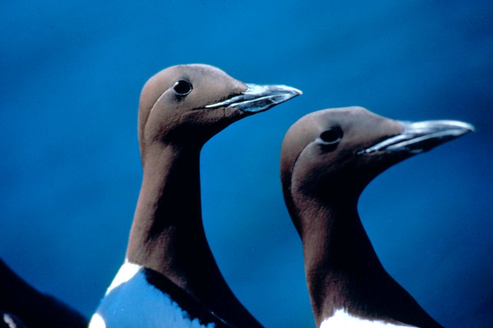 bird common murre closeup