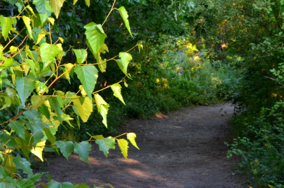 Magic Forest