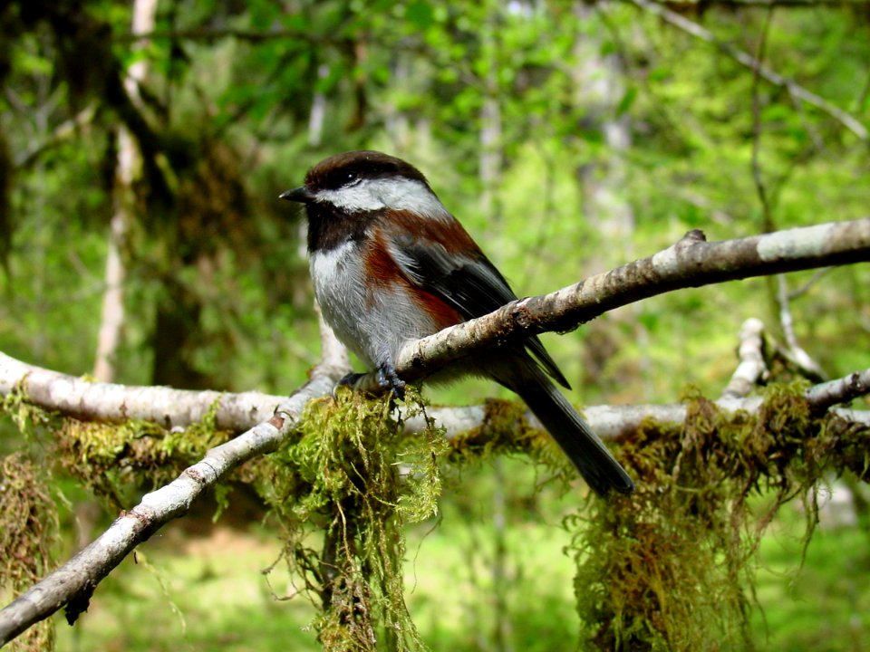 birds chickadee Hoh NPS Photo j Preston