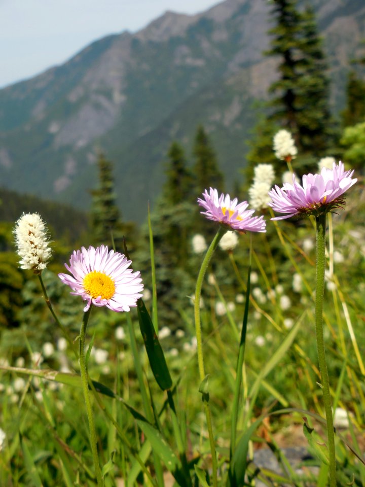 three purple pink fleabane flower alpine wildflowers hurricane ridge c bubar june 27 2014