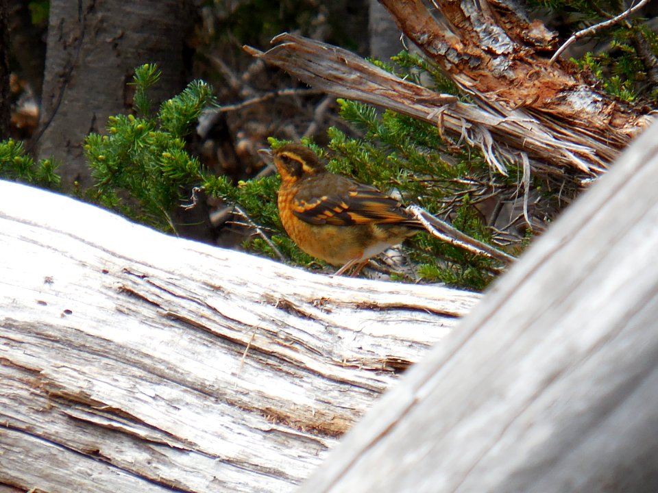 varied thursh sitting log hurricane ridge wildlife birds c bubar august 03 2014