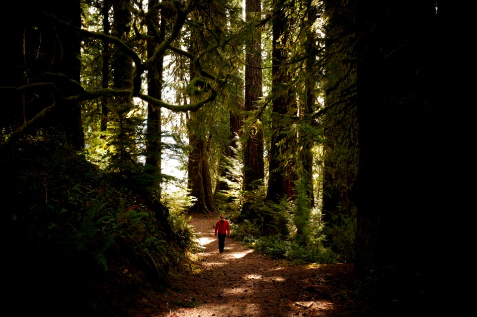 visitor july creek picnic area walking trail quinault rainforest r mckenna march 2015