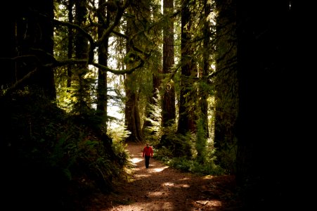 visitor july creek picnic area walking trail quinault rainforest r mckenna march 2015