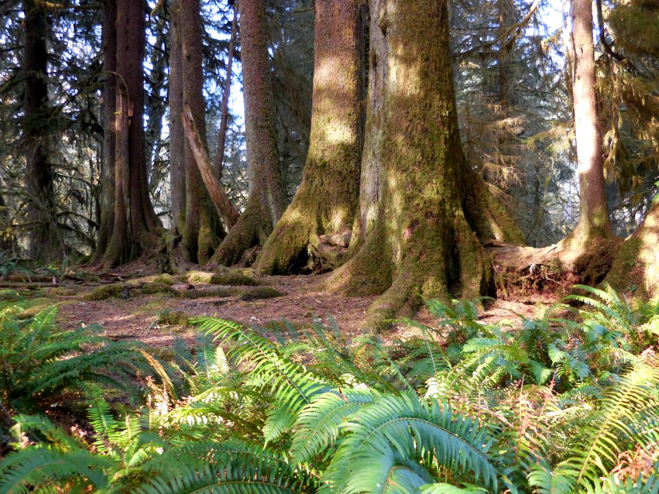 nurse log hoh rainforest c bubar march 05-2015