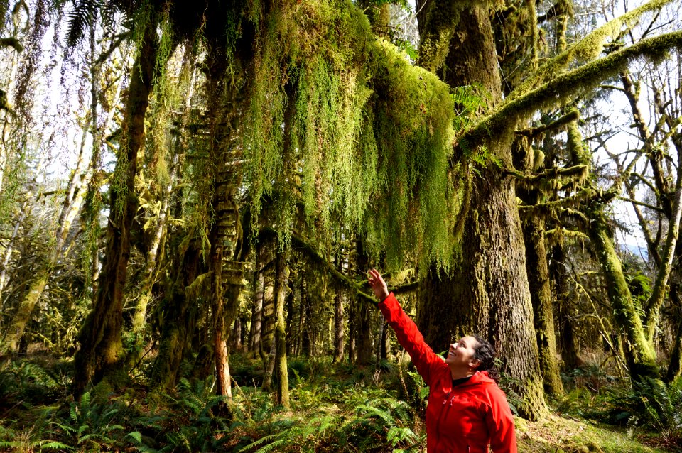 visitor mossy tree branch quinault rainforest maple glades trail spring person r mckenna march 2015