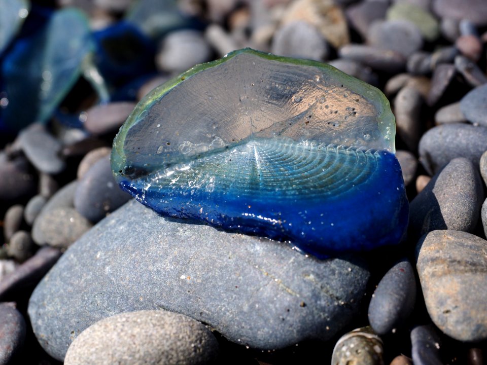By the wind sailors jellyfish marine beach cbubar 2015