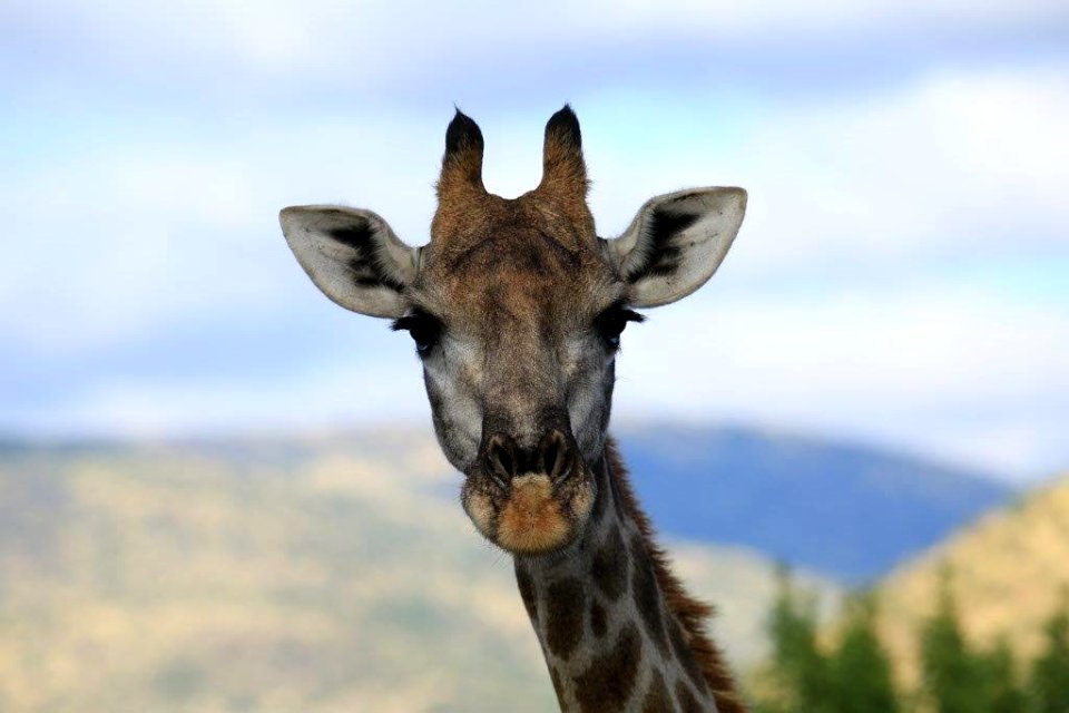 Giraffe (6)