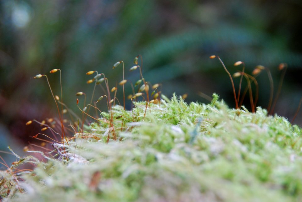 magnificent mosst close mossy d archuleta march 05 2015