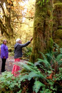 Hoh visitors lichen moss fern cbubar