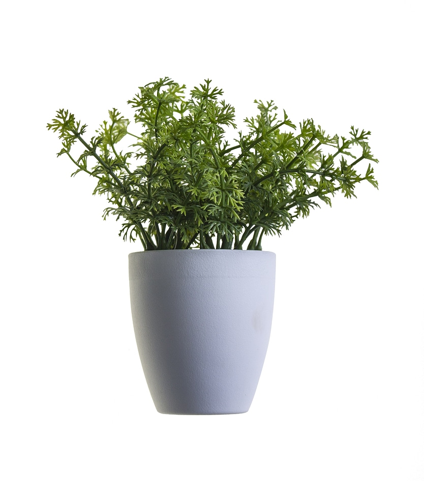 Nature plants perennial