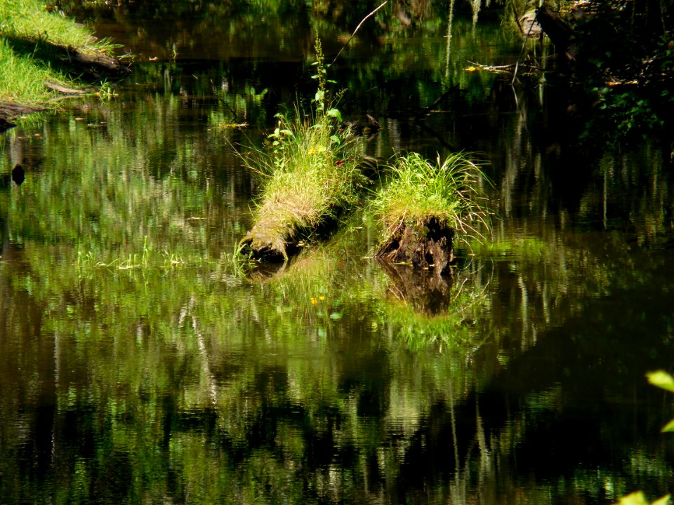 logs middle hoh river grass moss rainforest c bubar july 2014