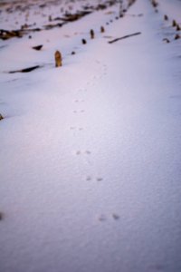 small footmark