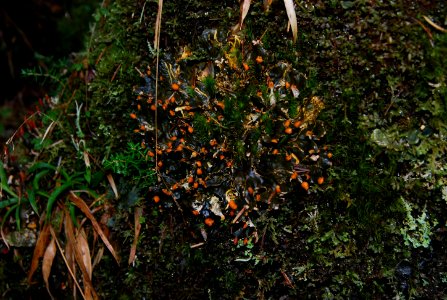 fringed moon lichens hoh rainforest d archuleta march 05 2015