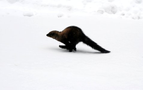 animal mammal fisher Female winter Sol Duc  NPS Photo 12-21-08