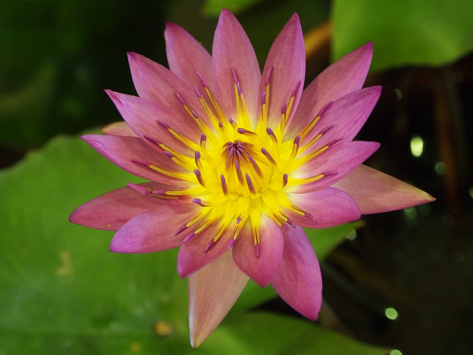 Lotus pink and purple taipei flower market
