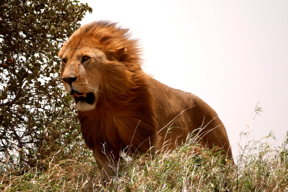 King of the beasts. If lions were featured on shampoo commercials, this would be the guy to hire.