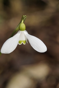 Blossom bloom nature