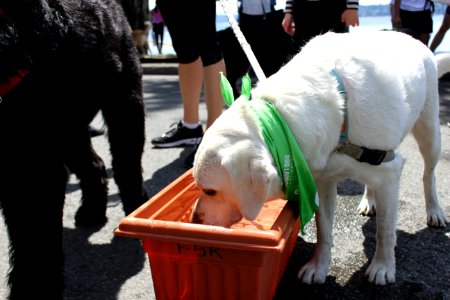 Furry 5K 2019