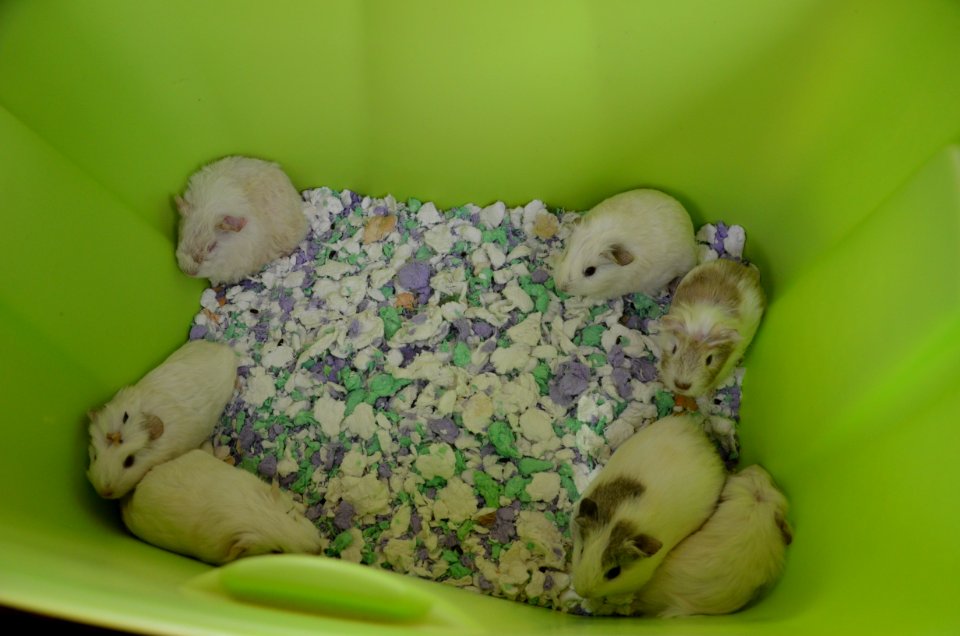 Guinea pig transport hub