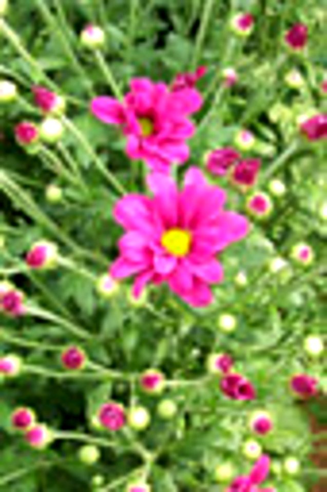 flor 2