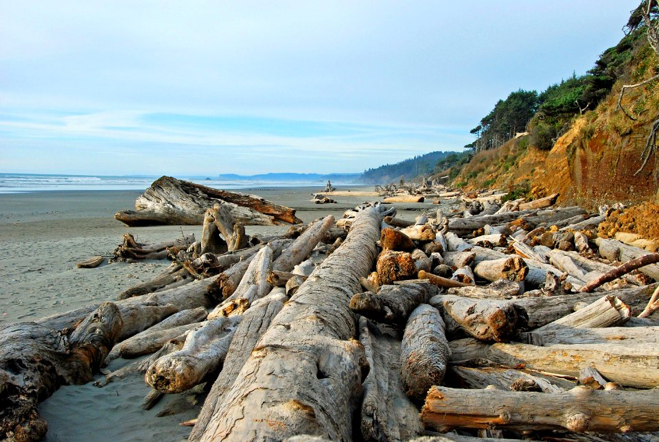 large driftwood beach logs kalaloch campground beach d archuleta march 05 2015