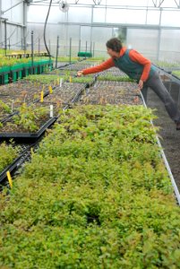 greenhouse people reveg elwha seedlings NPS Photo