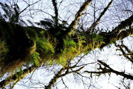 moss fern covered trunk tree hoh rainforest c bubar march 05 2015