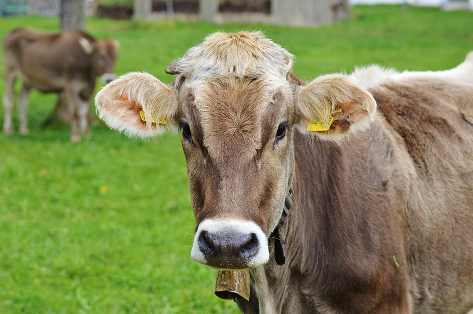 Cute ruminant dairy cattle