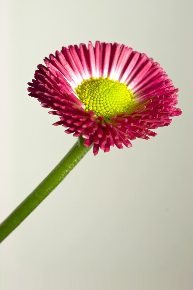 White bellis philosophy tausendschön