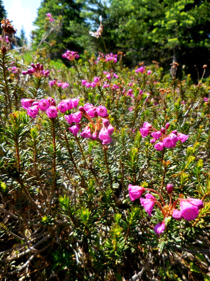 pink mountain heather red heath wild flower hurricane ridge alipine summer c bubar july 01 2014