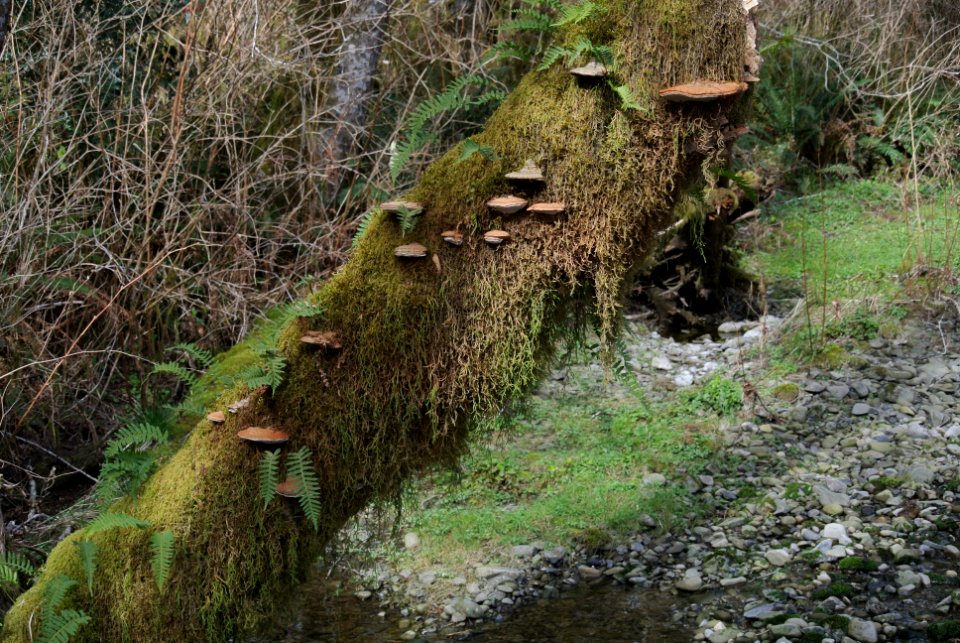 shelf mushrooms mossy tree quinault rainforest c bubar march 05 2015