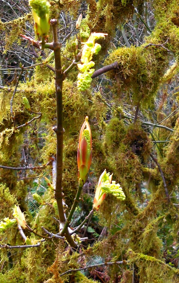 Tree Big leaf maple bud blooming cbubar NPS photo